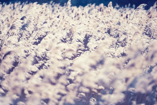 湖边干枯的芦苇 早春的阳光下 金黄色的芦苇 摘要自然背景 — 图库照片