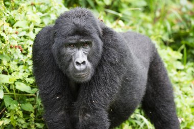 Uganda 'daki Bwindi Geçilmez Ulusal Parkı' nda yetişkin dağ gorili.