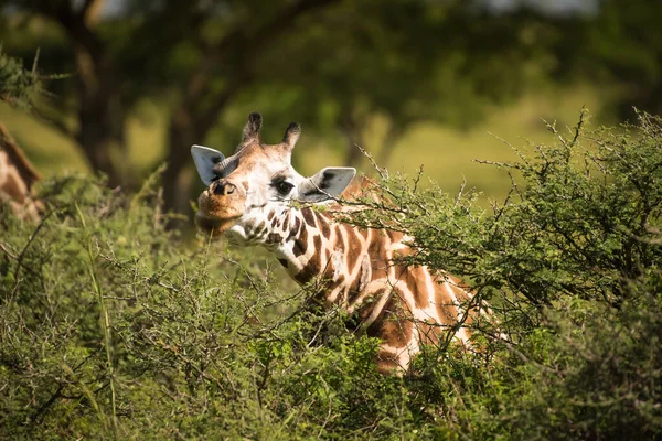 Giraffa Rothschild Mangia Foglie Durante Una Giornata Sole Nel Parco — Foto Stock