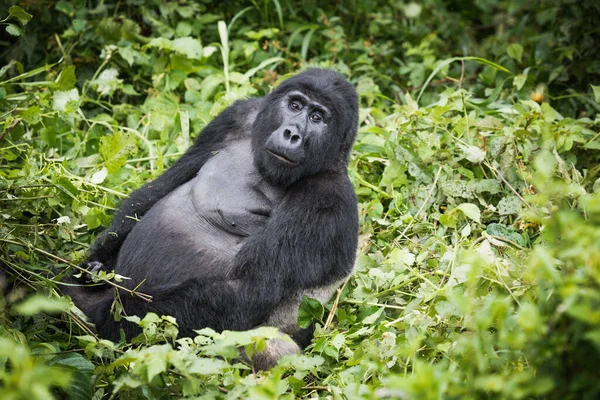 Dorso Plateado Del Gorila Montaña Mira Hacia Cámara Mientras Descansa — Foto de Stock