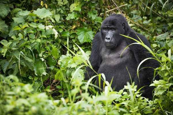 Joven Gorila Montaña Descansa Una Rica Vegetación Parque Nacional Impenetrable — Foto de Stock