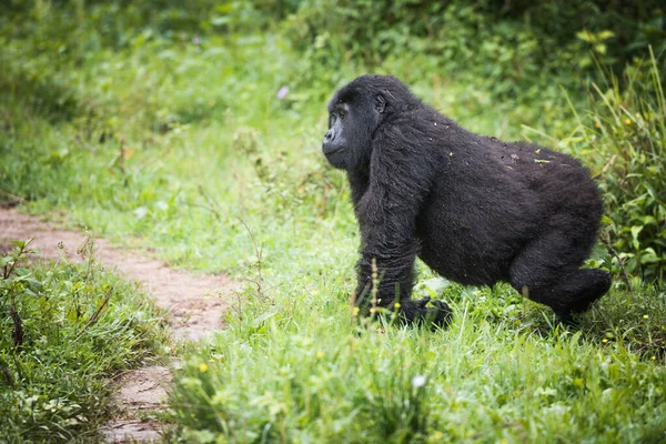 Bebé Gorila Montaña Camina Través Pastizal Parque Nacional Bwindi Impenetrable — Foto de Stock