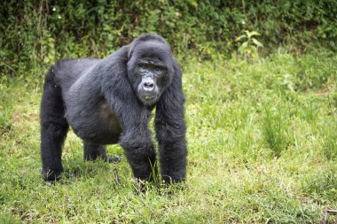Hamile dağ gorili Uganda 'daki Bwindi Geçilmez Ulusal Parkı' na bakıyor.