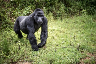 Genç gümüş sırtlı Uganda 'daki Bwindi Geçilmez Ulusal Parkı' nda kameraya doğru yürüyor.
