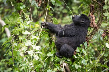 Bebek dağ gorili ağaçta oturup Uganda 'daki Bwindi Geçilmez Ulusal Parkı' nda liana yiyor.
