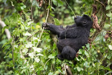 Baby mountain gorilla sitting in a tree and eating liana in the Bwindi Impenetrable National Park in Uganda clipart