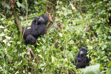Bebek dağ gorili Uganda 'daki Bwindi Geçilmez Ulusal Parkı' nda bir ağaçta oturup dinleniyor.