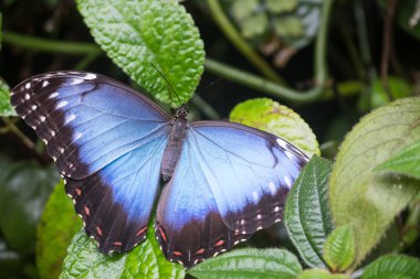 Yeşil bir bitki örtüsüne tünemiş olan yaygın / mavi morfonun (morpho peleides) kapanışı