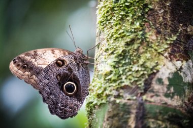 Orman devi baykuşun (caligo eurilochus) bir ağaç gövdesine konan kelebeğin yakın çekimi