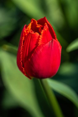 Hollanda 'daki Keukenhof bahçesinden güneşli bir günde açan kırmızı lalenin ayrıntıları