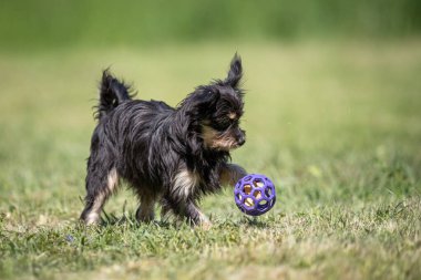 Çoğunlukla siyah melez köpek oyuncağıyla çimenlikte oynuyor.