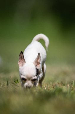 Küçük beyaz melez Chihuahua kurtarma köpeği çimenlikte yürüyor ve kokluyor.