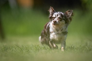 Küçük noktalı Chihuahua kurtarma köpeği çimenlerde yürüyor.