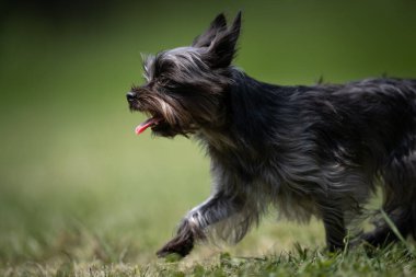 Küçük melez bir köpek çimlerin üzerinde yürüyor.