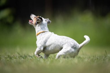 Küçük melez Terrier kurtarma köpeği çimenlikte oynuyor.
