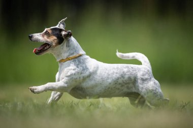 Küçük melez Terrier kurtarma köpeği çimenlikte koşuyor.