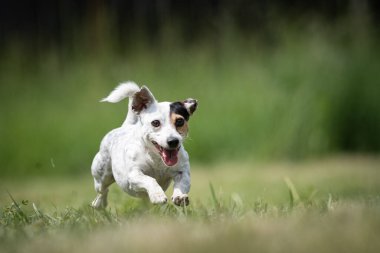 Small mottled crossbred Terrier rescue dog runs on a lawn clipart