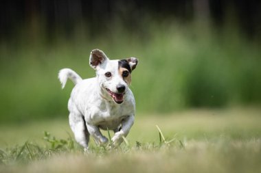 Küçük melez Terrier kurtarma köpeği çimenlikte koşuyor.
