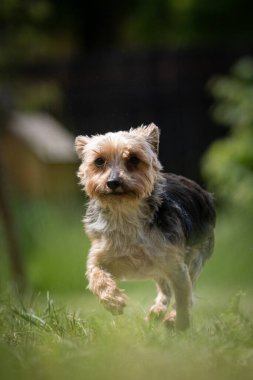 Küçük renkli Yorkshire Teriyer kurtarma köpeği çimenlerde koşuyor.