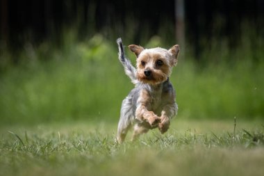 Küçük renkli Yorkshire Teriyer kurtarma köpeği çimenlerde koşuyor.