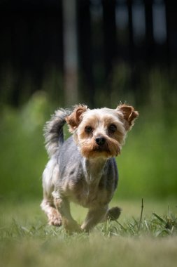 Küçük renkli Yorkshire Teriyer kurtarma köpeği çimenlerde koşuyor.