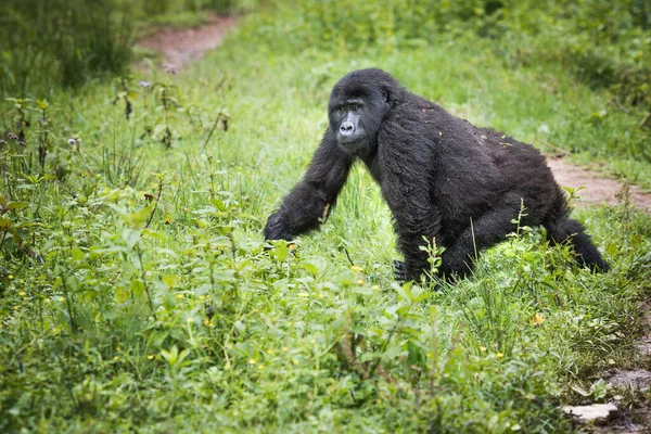 Bebé Gorila Montaña Camina Través Pastizal Mientras Mira Hacia Cámara — Foto de Stock