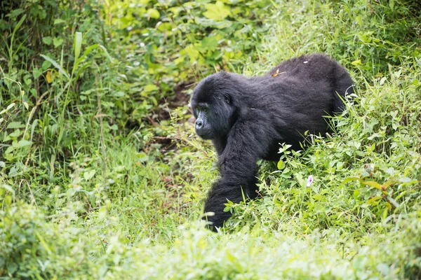 Bebé Gorila Montaña Camina Por Montículo Parque Nacional Impenetrable Bwindi — Foto de Stock