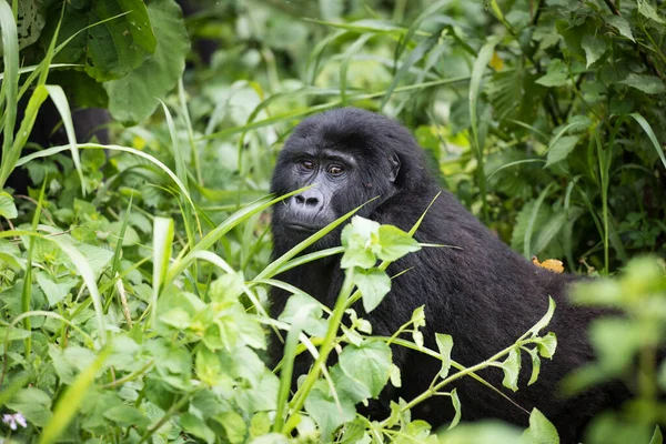 Bebé Gorila Montaña Rica Vegetación Parque Nacional Impenetrable Bwindi Uganda — Foto de Stock