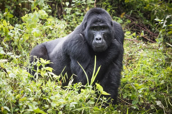 Gorila Montaña Encuentra Una Rica Vegetación Mira Hacia Cámara Parque — Foto de Stock
