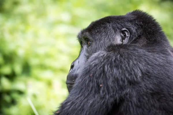 Primer Plano Gorila Montaña Parque Nacional Impenetrable Bwindi Uganda — Foto de Stock