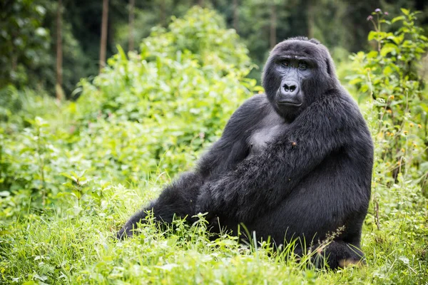 Gorila Adulto Montaña Sentado Una Rica Vegetación Parque Nacional Impenetrable — Foto de Stock