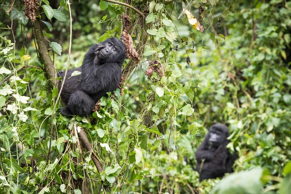 Bebé Gorila Montaña Sentado Descansando Árbol Parque Nacional Impenetrable Bwindi — Foto de Stock