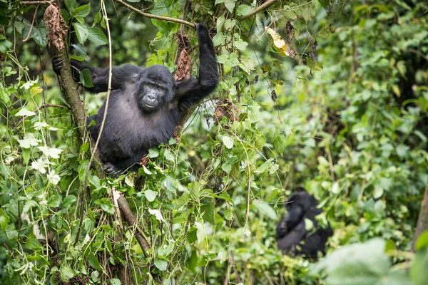 Bebé Gorila Montaña Descansando Vegetación Del Bosque Parque Nacional Impenetrable — Foto de Stock