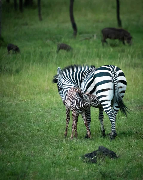 Wild Zebra Veulen Zogen Met Een Familie Van Wrattenzwijnen Achtergrond — Stockfoto
