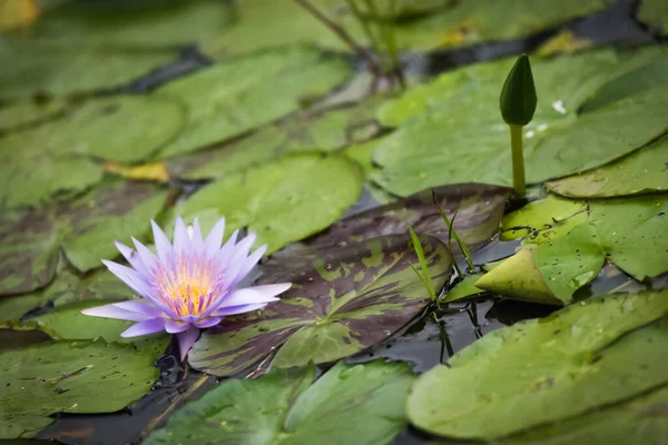 Blue Lotus of the Nile Lily in the Mabamba Swamp in Uganda