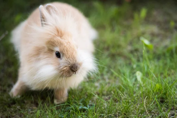 Baby Lionhead Rabbit Rests Grass — Stock Photo, Image