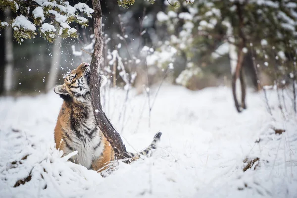 Junger Sibirischer Tiger Spielt Schnee — Stockfoto