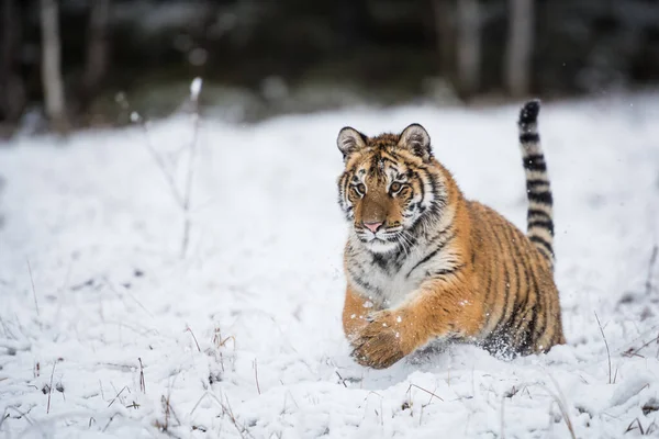 시베리아 호랑이 새끼가 가로질러 달린다 — 스톡 사진