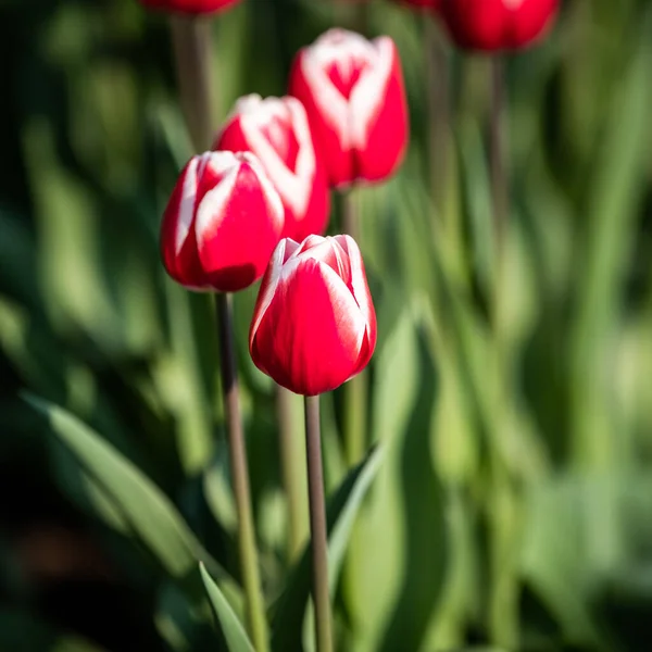 Détail Une Tulipe Rouge Dans Champ Tulipes Lors Une Journée — Photo