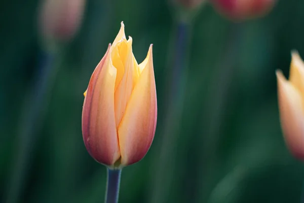 Détail Une Tulipe Orange Rose Pourpre Des Jardins Keukenhof Pays — Photo