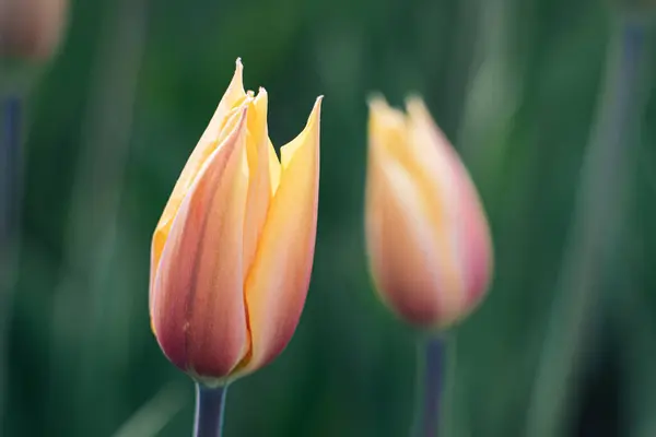 Détail Une Tulipe Orange Rose Pourpre Des Jardins Keukenhof Pays — Photo