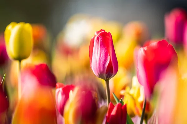 Détail Une Tulipe Rose Pourpre Lors Une Journée Ensoleillée Dans — Photo