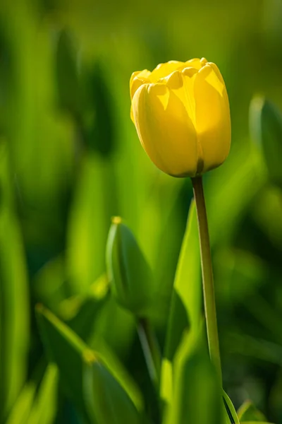 Detalhe Uma Tulipa Amarela Dos Jardins Keukenhof Nos Países Baixos — Fotografia de Stock