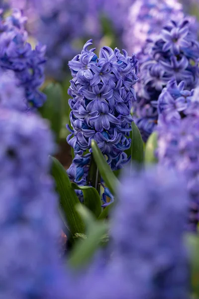 Närbild Violett Blå Hyacint Blomma Hyacinthus Orientalis Solig Dag Som — Stockfoto