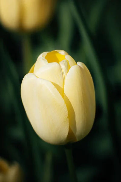 Détail Une Floraison Tulipes Jaune Clair Des Jardins Keukenhof Aux — Photo