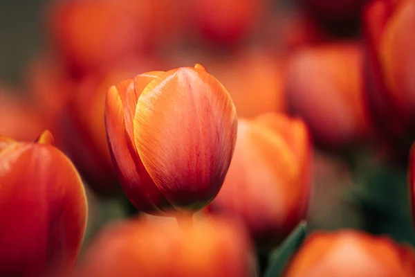 Détail Une Fleur Tulipe Rouge Orange Des Jardins Keukenhof Aux — Photo