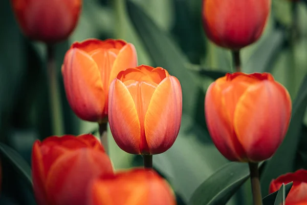 Détail Des Fleurs Tulipes Rouges Oranges Des Jardins Keukenhof Aux — Photo