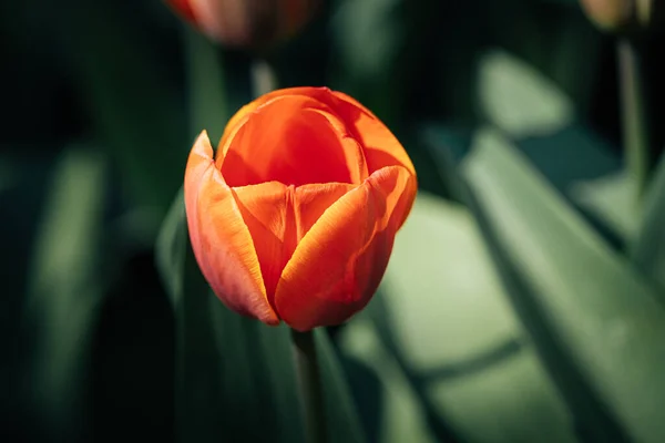 Détail Une Fleur Tulipe Rouge Orange Lors Une Journée Ensoleillée — Photo