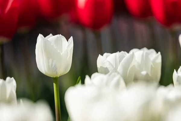 Détail Une Floraison Tulipes Blanches Avec Des Tulipes Rouges Arrière — Photo