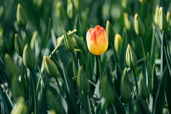 Détail Une Floraison Tulipes Jaune Orange Lors Une Journée Ensoleillée — Photo